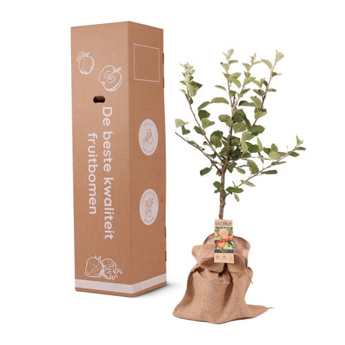 Obstbaum 95 cm - Bild 11